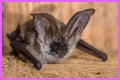 10 Crazy Facts About Bats