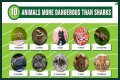 15 Animals Surprisingly More Deadly Than Sharks