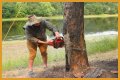 Cut down as a tree limb