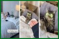 TikTok Is Obsessed With This Guy and His Cat Having a Relaxing Spa Day Together
