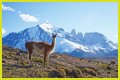 Wildlife in Patagonia: 20 Amazing Species